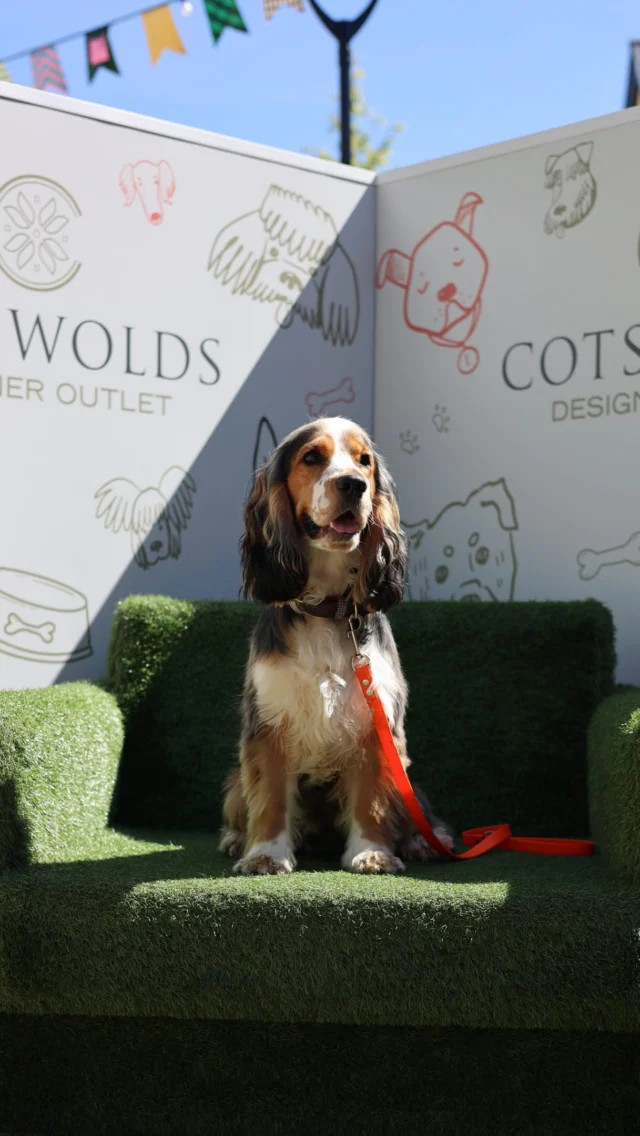 Did you have your pup photographed last weekend? 📸

Whilst this is just a handful of the photos we captured, the full gallery is now live and ready for you to download your pup pawtraits from. Simply head to the link in our bio to get them 🐶

🏷️
Dog photography | Pet portraits | Dog friendly days out | Cotswolds Designer Outlet | Outlet shopping | Tewkesbury