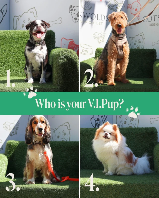 The search is on for our V.I.Pup, and we need your help! 🐾

We’ve narrowed it down to four but now we need you to vote for our dog ambassador of the year. Will you choose number 1, 2, 3 or 4? Vote below to have your say!

👑 The winner will be announced next week 👑

🏷️
Dog ambassador | Dog friendly days out | Outlet shopping | Tewkesbury | Very important pup | Gloucestershire | Cotswolds Designer Outlet | Dog competition